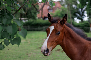 Fototapeta premium A close-up portrait of a young foal standing on a green pasture with blurred farmhouse and trees in the background. The curious baby horse looks calm and healthy in a natural rural setting.