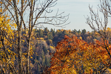 Autumn landscape with orange treetops