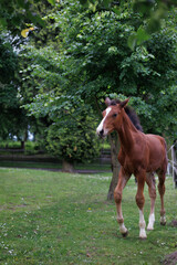 Young brown foal standing on green grass in a park with trees around, leaving plenty of empty space...