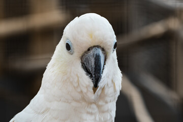 White parrot. Close-up portrait of a cockatoo