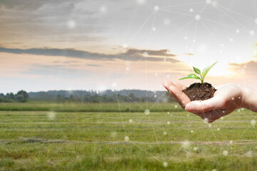 Hope blooms with a young plant in fields