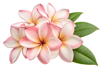 Fototapeta premium Exquisite Plumeria Blossom Cluster Captivating Floral Beauty Pink Tipped Petals Elegant Arrangement Tranquil Aesthetics Natural Harmony