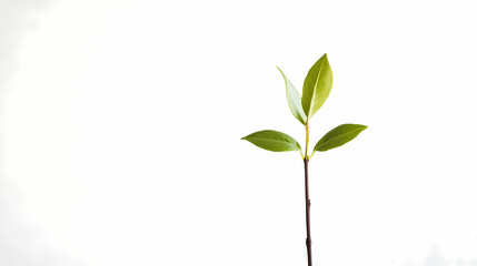 Fototapeta premium A Single Sprout Against a White Background Minimalist Botanical isolated on transparent background