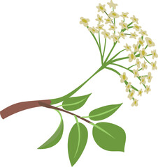 Vector colorful hand drawn flat illustration of elderberry branch with leaves and blossom. Isolated on white background.