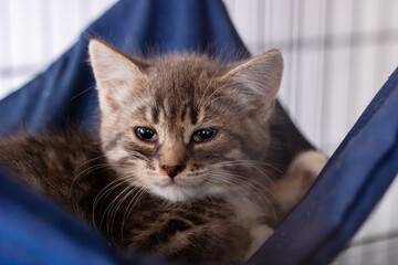 A tiny kitten lays in a blue hammock, curiously looking at the camera