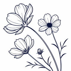 floral background with white cosmos flowers