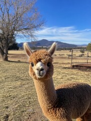 Obraz premium Alpaca close-up look at the camera