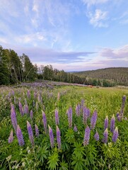  Lupinen Feld in lila 