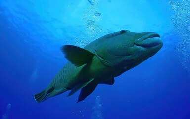 Swimming fish glides through vibrant blue waters in high fidelity detail