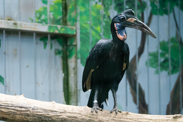 Colorful bird perches on branch in nature setting at a wildlife sanctuary during daytime