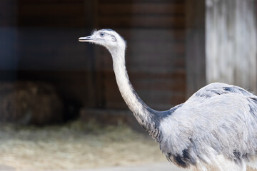 Large ostrich walking in a natural enclosure during daytime