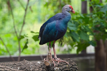 Brightly colored bird stands on a log in a lush garden setting