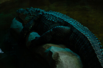 Crocodile resting on a rock beside water in a dimly lit environment at night