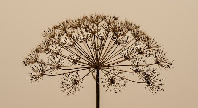 An elegant, minimalist photograph of a single dried flower head, possibly cow parsley or hogweed, isolated against a solid neutral background. 