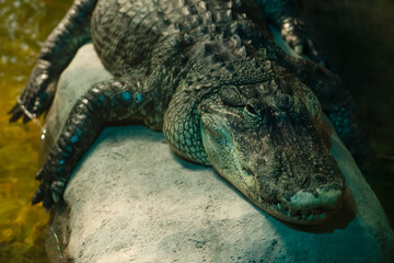 Crocodile resting on a rock in a serene water environment at a wildlife park