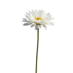 White chrysanthemum flower with yellow center on a white background  