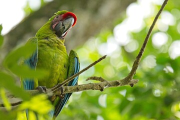 beautiful great green macaw in Costa Rica © Diana