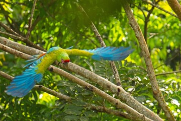 beautiful great green macaw in Costa Rica