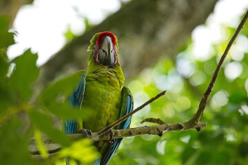 beautiful great green macaw in Costa Rica