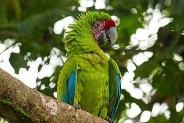 beautiful great green macaw in Costa Rica
