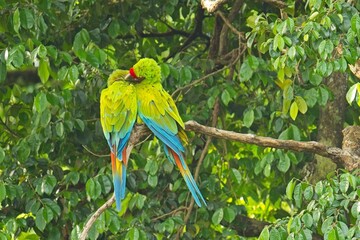 beautiful great green macaw in Costa Rica