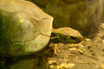 Old tortoise resting in its habitat at a nature reserve during the afternoon