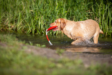 Happy Dogs Splashing in a Lake