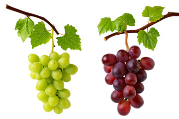 Fototapeta premium Juicy Green and Red Grapes Hanging on the Vine A Delightful Duo