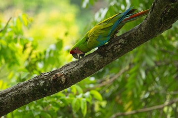 beautiful great green macaw in Costa Rica