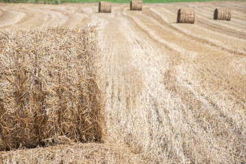 A field of hay bales. Several large, cylindrical hay bales are arranged in rows across a field. The...