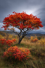 A vibrant tree with red and orange leaves standing in a field under a cloudy sky landscape scene