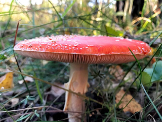 Mushroom with a red cap and a white stem, fly agaric
