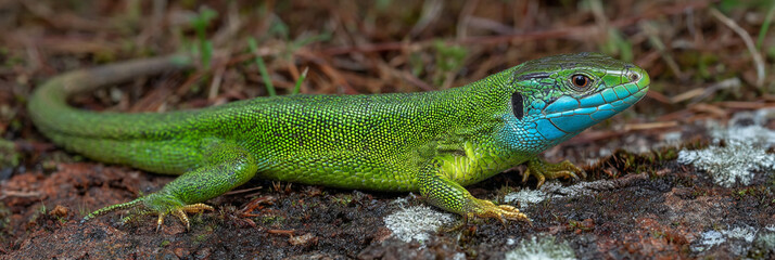Fototapeta premium A european green lizard resting on a rock with a blue head and vibrant green scales in a natural setting