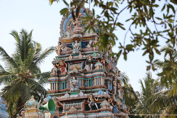  tree in the temple  ramanathapuram tamilnadu India 