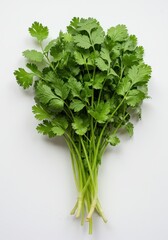 Fototapeta premium Fresh Cilantro Bunch on White Background