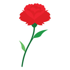 daisy white background