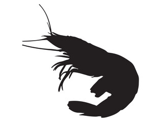 SHRIMP SILHOUETTE