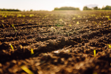 Agricultural plowed field in the rays of sunset. Green small shoots are breaking through the soil....