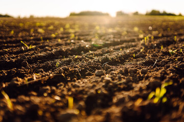 Agricultural plowed field in the rays of sunset. Green small shoots are breaking through the soil....
