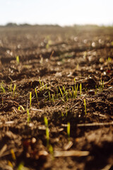 Agricultural plowed field in the rays of sunset. Green small shoots are breaking through the soil. Nature, solitude and agriculture concept.