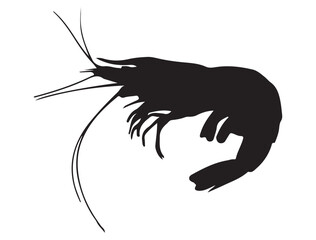 SHRIMP SILHOUETTE