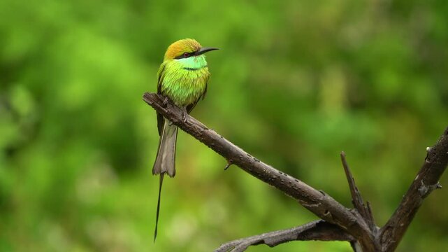 Asian green bee-eater Merops orientalis also Little green bee-eater, bird in the rain in Sri Lanka, distributed across Asia from southern Iran east through the Indian subcontinent to Vietnam.
