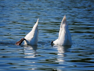 Höckerschwan (Cygnus olor) weißer Schwan im Wasser