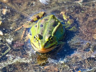 Kleine Wasserfrosch (Pelophylax lessonae) in einem Waldsee