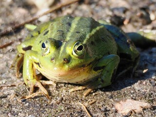 Kleine Wasserfrosch (Pelophylax lessonae) in einem Waldsee