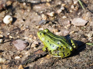 Kleine Wasserfrosch (Pelophylax lessonae) in einem Waldsee