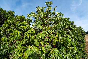 coffee plants with ripe fruits on a sunny morning