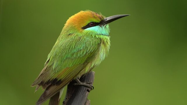 Asian green bee-eater Merops orientalis also Little green bee-eater, bird in the rain in Sri Lanka, distributed across Asia from southern Iran east through the Indian subcontinent to Vietnam.