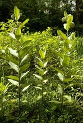 Obraz premium common milkweed in Ohio in a field of flowers