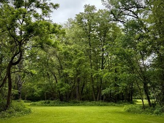 A bunch of trees in the park